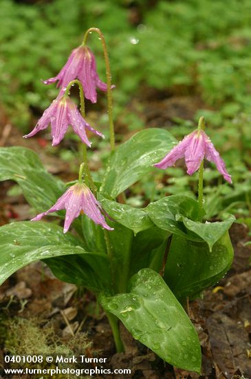 Erythronium revolutum