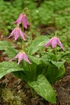 Coast Fawn Lilies