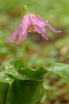 Coast Fawn Lilies