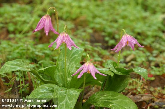 Erythronium revolutum