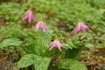 Coast Fawn Lilies