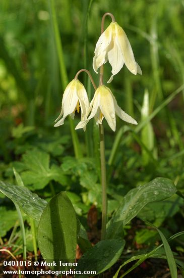 Erythronium oregonum