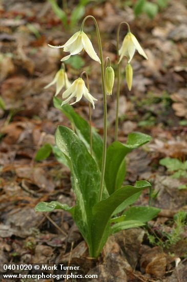 Erythronium oregonum