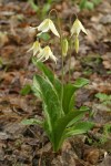 Oregon Fawn Lily