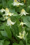 Oregon Fawn Lilies