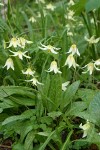 Oregon Fawn Lilies