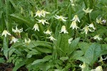 Oregon Fawn Lilies