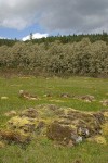 Jasper Prairie early spring w/ Oregon White Oaks bkgnd under stormy sky