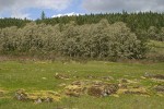 Jasper Prairie early spring w/ Oregon White Oaks bkgnd under stormy sky