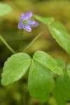 Western Wood Anemone blossom & foliage detail