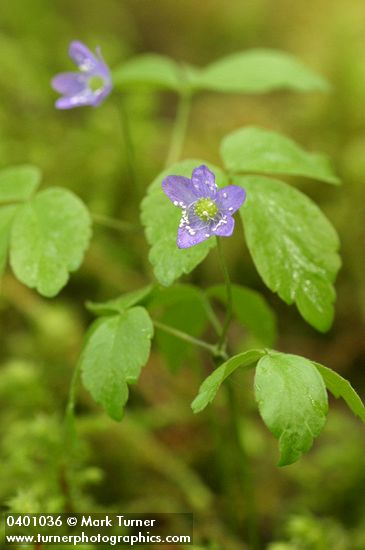 Anemone lyallii