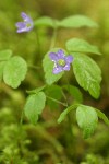 Western Wood Anemone