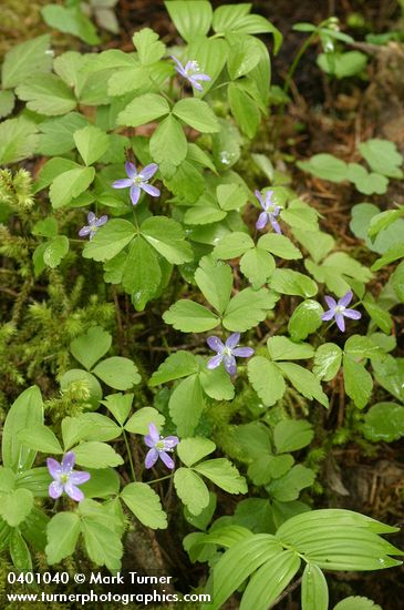 Anemone lyallii