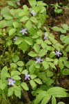 Western Wood Anemones