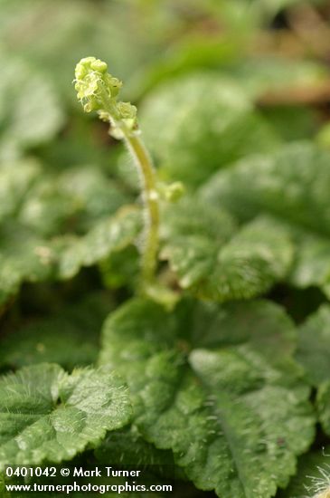 Mitella ovalis