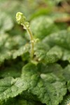 Saucer Bishops Cap (Oval-leaved Mitrewort)