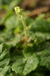 Saucer Bishops Cap (Oval-leaved Mitrewort)