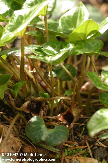 Asarum hartwegii