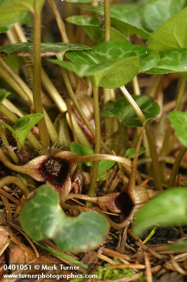 Asarum hartwegii