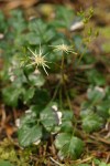 Cut-leaved Goldthread