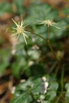 Cut-leaved Goldthread blossoms