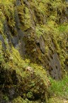 Spring Gold massed on moss-covered cliff