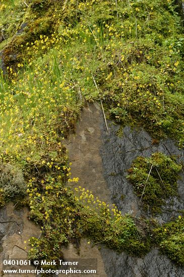 Crocidium multicaule