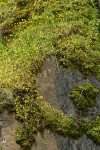 Spring Gold massed on moss-covered cliff