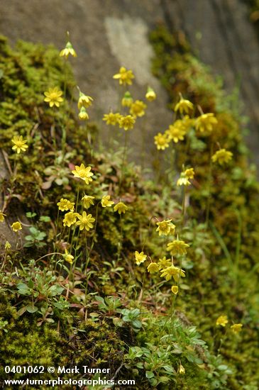 Crocidium multicaule