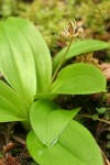 Oregon Fetid Adder's Tongue