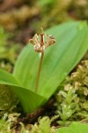 Oregon Fetid Adder's Tongue