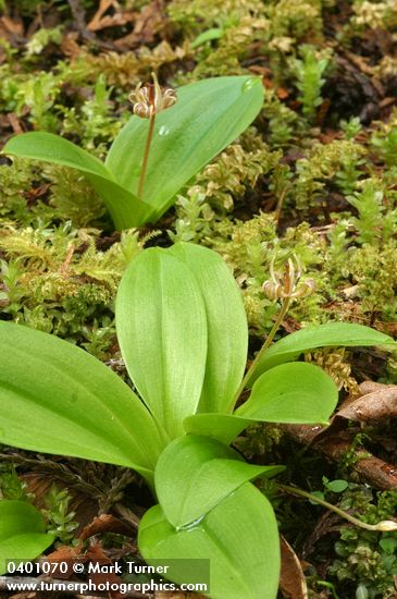 Scoliopus hallii