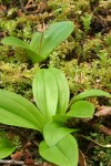 Oregon Fetid Adder's Tongue