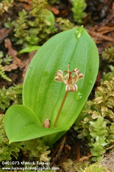 Scoliopus hallii