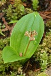 Oregon Fetid Adder's Tongue