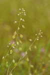 Fringe Pod blossoms & immature seed pods