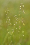 Fringe Pod blossoms & immature seed pods