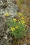 Gray's (Pungent) Desert Parsley