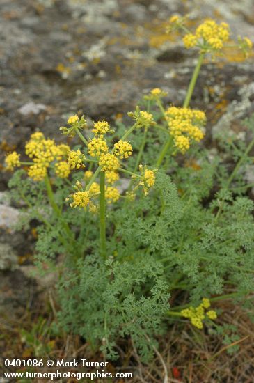 Lomatium grayi