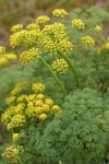 Gray's (Pungent) Desert Parsley blossoms & foliage