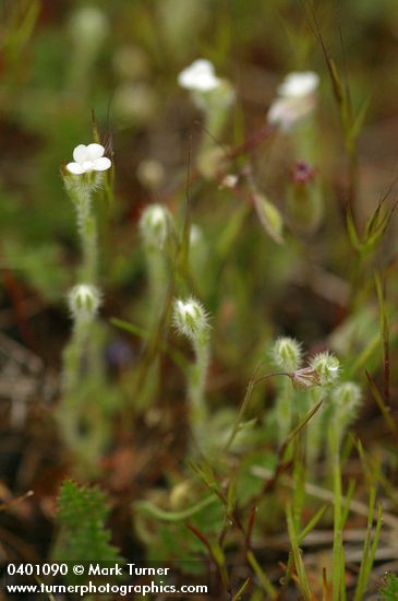 Plagiobothrys tenellus