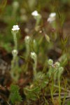 Slender Popcorn Flower