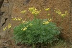 Smooth Desert Parsley on basalt cliff