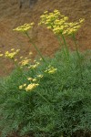 Smooth Desert Parsley on basalt cliff