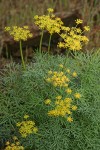 Smooth Desert Parsley blossoms & foliage