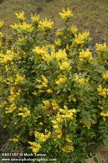 Mahonia aquifolium (Berberis aquifolium)