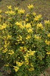 Shining Oregon Grape