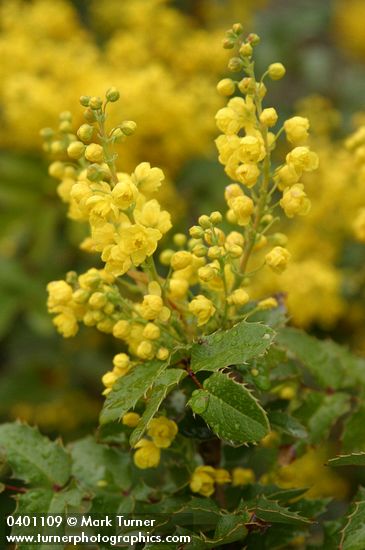 Mahonia aquifolium (Berberis aquifolium)