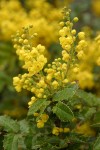 Shining Oregon Grape blossoms & foliage detail