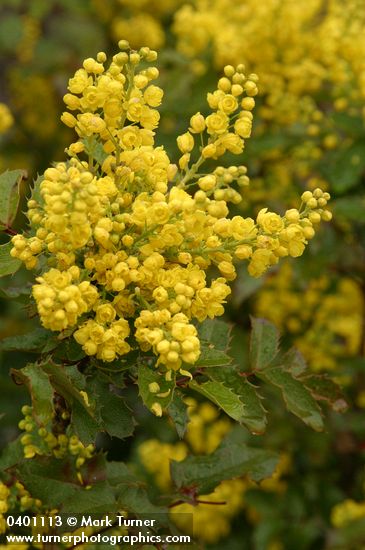 Mahonia aquifolium (Berberis aquifolium)